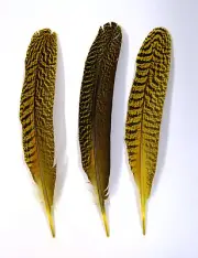 3 Pcs PEACOCK QUILLS 10"-14" Dyed YELLOW Feathers; Costume/Bridal/Halloween