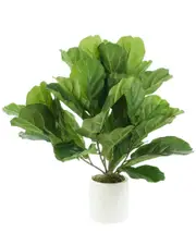 Creative Displays Fiddle Leaves Arranged In A White Fiberstone Pot