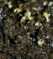 Mitridatite Crystals Klemm's Quarry. Sth Australia. (EA10033) rare phosphates