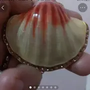 Shell Decorative Trinket Box With Rhinestones