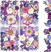 80Pcs Dried Pressed Flowers Purple, Real Natural Bulk Pressed Flowers for Epoxy Resin Nail Art Scrapbooking Candle Holders Jewelry Making DIY Crafts Pressed Flowers Kit (Multi Color-6)