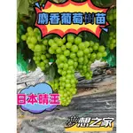 🍇日本知名晴王*正宗麝香葡萄樹苗精選三年結果苗（超商可取）多年爬藤陽光玫瑰葡萄苗