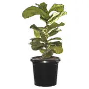 300mm Fiddle Leaf Fig - Ficus lyrata