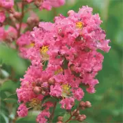 Bagged Lagerstroemia Tuscarora Crepe Myrtle Bush