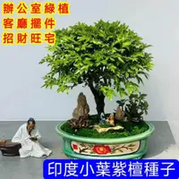 在飛比找蝦皮購物優惠-💥💥【印度小葉紫檀種子】小葉紫檀子紫檀木種子 名貴林木種子盆