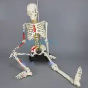 85CM Human Muscular Skeleton Model Muscle Painted Unnumbered Anatomical Skeleton