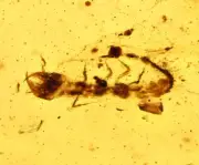 Rare Neuroptera (Lacewing) larva and more, Fossil inclusion in Burmese Amber