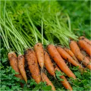 Carrot - Berlicum seeds