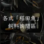 ［陶弟弟］各式「稻田魚」飼料詢問專區 可面交/超取 飼料 餌料 青鱂 美達卡 稻田魚 觀背青鱂 詢問