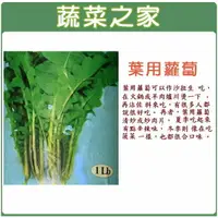 在飛比找樂天市場購物網優惠-【蔬菜之家】A28.葉用蘿蔔種子(日本時田種苗公司進口)(共