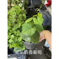 在飛比找蝦皮購物優惠-花花世界_水果苗 *美系麝香葡萄(阡插苗) *3吋盆/高15