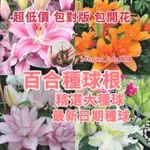 新品大全【百合花種球根】精選大種球 多款球莖種 重辦香水百合種球濃香百合球莖根耐寒盆栽 60天開花帶根發貨 庭院觀賞