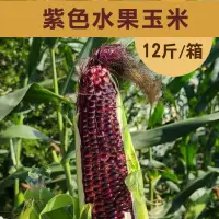 在飛比找台灣好農優惠-【遇米甜】產銷履歷-紫色水果玉米 (12斤/箱)