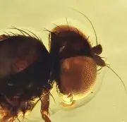 Detailed Simuliidae (Black Fly), Fossil Inclusion in Dominican Amber