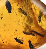 RARE Swarm of Beetles with bird feather, Fossil inclusion in Burmese Amber