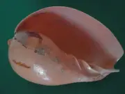 Sea Shell Seashells 7.2" Melo Melo Shell