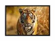 Bengal Tiger Framed Print Fine Art Poster Print