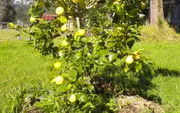 Buy Lemon Lisbon Tree (Citrus limon)