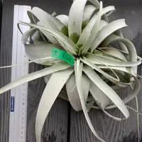 在飛比找蝦皮購物優惠-「有植氛圍」空氣鳳梨-霸王鳳 霸王xerographica 