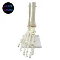 在飛比找蝦皮購物優惠-【Hzszzs02】1:1人體骨骼足部解剖模型足踝帶柄解剖模
