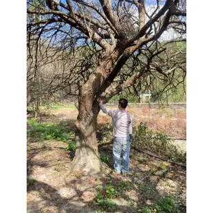 隆昌園-庭園樹-大型梅子樹x4棵(另售黃蓮木桂花五葉松雪松羅漢松櫻花真柏雞蛋花台灣油杉)