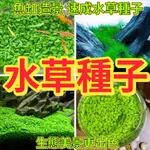 🔥水草種子🍓魚缸造景水草種子 四季常青 牛毛草種子 魚兒舒適好養活