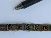 PHEASANT FEATHERS 1/2 inch trime vintage guess 6 yards