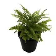 140mm Fluffy Ruffles Fern - Nephrolepsis exaltata