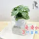 【小品文化】冷水【現貨】3吋糖果免澆水盆栽 懶人盆栽 觀葉植物 室內植物 自動吸水 創意花盆 居家辦公盆花