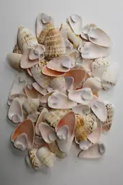 TOP CUT STROMBUS LUHUANUS, Shell Craft Supply, Beach Art, Mosaics, CS-94