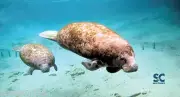 Microfiber Towel - Manatees - Scuba Dive - Travel - Large 32" x 60" - D791