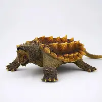 在飛比找Yahoo!奇摩拍賣優惠-熱銷   仿真野生動物實心烏龜模型玩具霸王龍鱷魚鱷龜手辦玩偶
