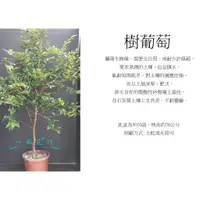 在飛比找蝦皮購物優惠-心栽花坊-樹葡萄/5吋/實生苗/沙巴樹葡萄/水果苗/售價18