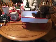 Raz 15" Rustic Red / White Wagon / plush moose included /Christmas decoration