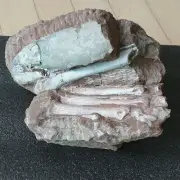 Rare Parent Oviraptor Dinosaur Leg Bone With Egg Fossil Cretaceous Era Fossils