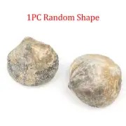 1x Scallop Shell Fossil Devonian Stone No Hole Conch Brachiopod Fossils Animal