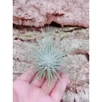 在飛比找蝦皮購物優惠-空鳳 海膽  Tillandsia fuchsii var.