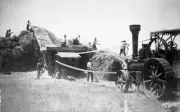 Steam powered thresher in action Eldorado District Victoria 1910 OLD PHOTO