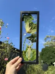 Leaf Mimic Insects Framed