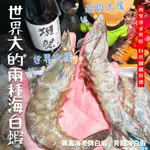 【潮鮮世代】黑盒海老牌白蝦，青龍海白蝦