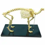 PVC Anatomy Dog Bone Skull Canine Skeleton Teaching Education Display Model