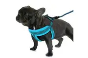 Blue Adjustable Dog Harness Leash Set Mesh Pet Puppy Vest Lead For Small Medium Dog