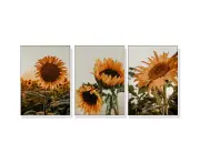 Sunflower 3 Sets White Frame Poster