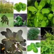 Tulsi - Heirloom Mix seeds