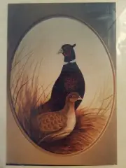 SHERRY RIGGS PHEASANT PAIR IN GRASS 1984 PAINTING PATTERN