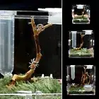 Humidifier Breeding Cage Jumping Spider Breeding Box Spider habitat Insect Box