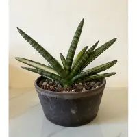 在飛比找蝦皮購物優惠-白斑 佛手錦虎尾蘭 Sansevieria Boncel V