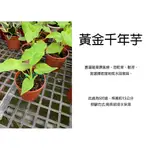 心栽花坊-黃金水芋/黃金千年芋/5吋/綠化環境/觀葉植物/草本植物/售價180特價150