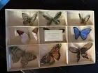 8 Pottery Barn Faux Butterflies Hand Painted Goose Feather Butterfly Set of 9