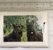 2000 Susan Hamman PhotoCard, Scottish Terriers, Embossed Edge, Cellophane, Large